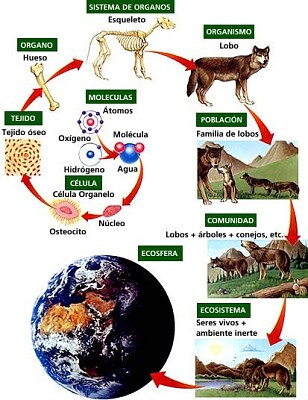 CIENCIAS NATURALES 1RO BÃSICO jigsaw puzzle