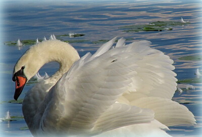 Cygne