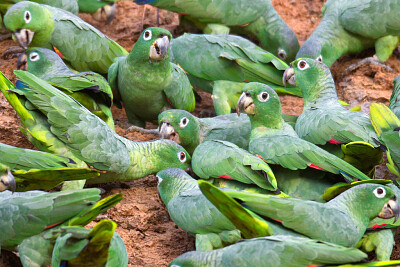 CuÃ¡nto loros hay