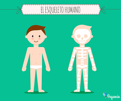 esqueleto humano jigsaw puzzle