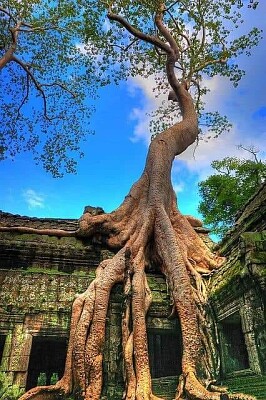 TEMPLO DE CAMBOYA