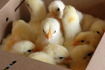 chicks