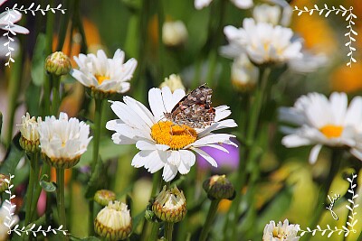 Butterfly jigsaw puzzle