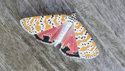 פאזל של Colorful Moth