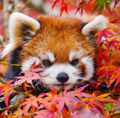 Red Panda