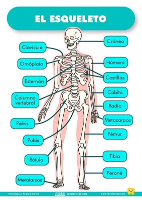 Esqueleto Humano