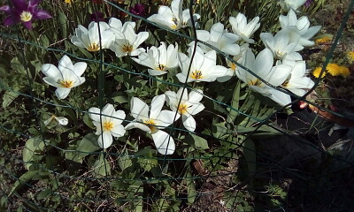 tulipes