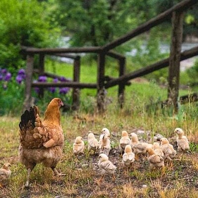 animales