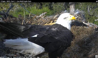 פאזל של Eagle Cam