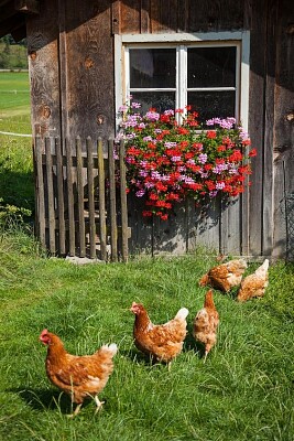 פאזל של gallinas