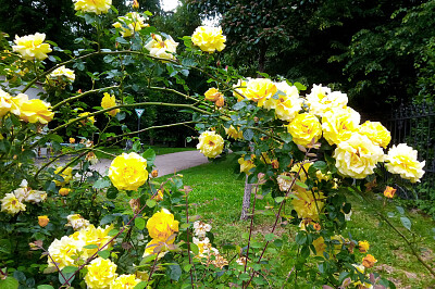 Flowers Yellow Rose / Blumen