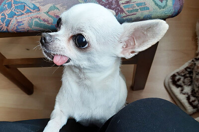 פאזל של Dog Chihuahua / Hund Chihuahua