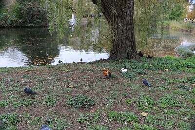 St. James Park, London, UK