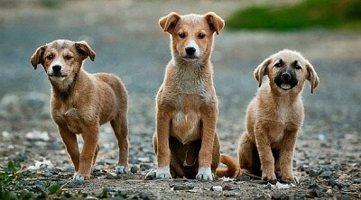 Cachorritos