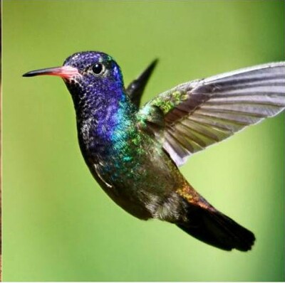 Colibri pintoresco