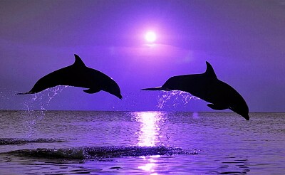 Delfines