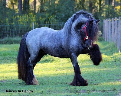 Gypsy Vanner jigsaw puzzle