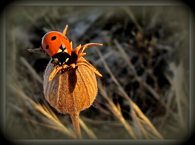 Coccinelle