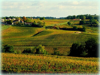 Vignoble jigsaw puzzle