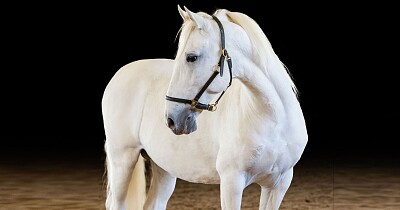 lipizzaners jigsaw puzzle