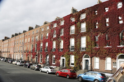 Ivy, Dublin, Ireland jigsaw puzzle