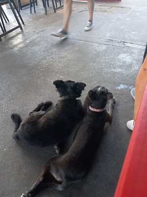 CAMILO Y NEGRITA