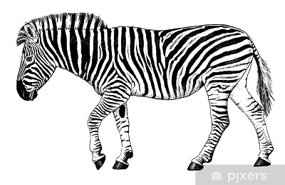 Zebra jigsaw puzzle