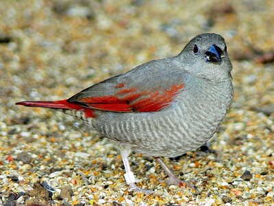 Pytilia phoenicoptera