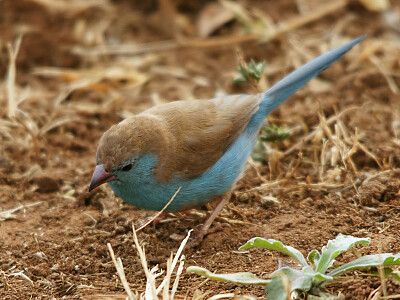 Astrilde blu