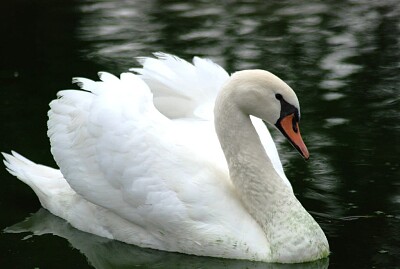 פאזל של Cisne