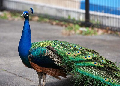 Pavo Real jigsaw puzzle