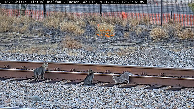 Tucson,AZ/USA 3-cats on the rails!