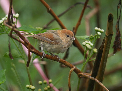 Parrotbill