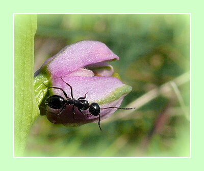 Fourmi sur orchidée sauvage