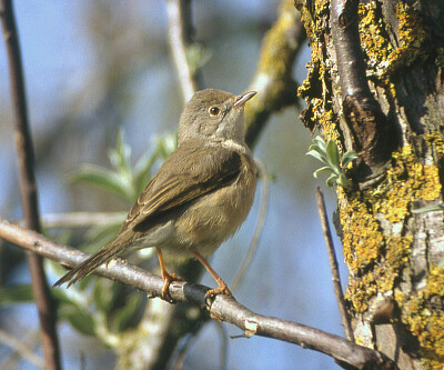 Sylvia inornata jigsaw puzzle