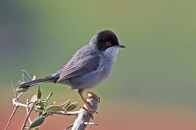 Sylvia melanocephala