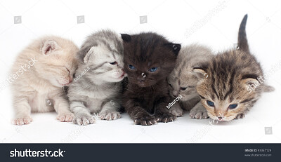 פאזל של kittens