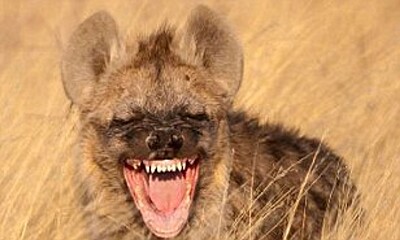 Why Do Hyenas Laugh