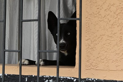 PERRO ANGELÃ“POLIS