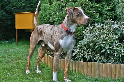 Catahoula leopard