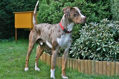 Catahoula leopard