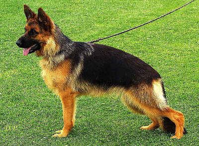 German shepher