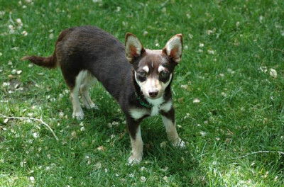 Cohuahua jigsaw puzzle