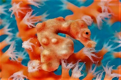 222- seahorse jigsaw puzzle