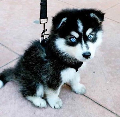 Baby husky jigsaw puzzle