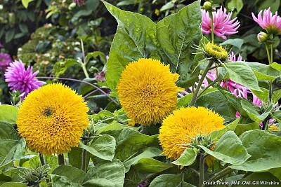 Fleur jaune