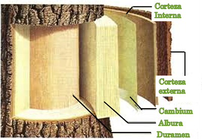 Estructura Madera 1