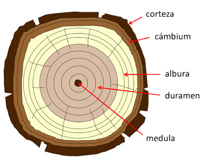 Estructura Madera 2