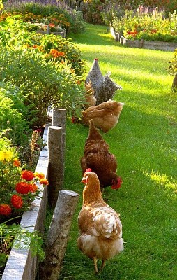 פאזל של gallinas