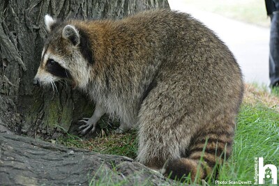 פאזל של Raccoons.Nova Scotia